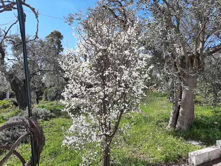 Our flowering cherry plum PRUNUS CERASIFERA 